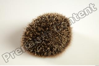 Hedgehog - Erinaceus europaeus  0048